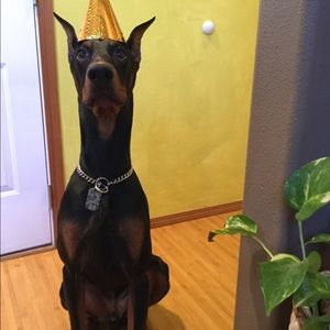 Meet your Posher, Nery